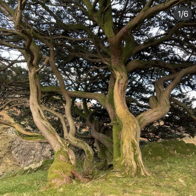 Twisted Trees Near Grasmere Lake, Cumbria (Inspiration for Sonya Wilkins Ceramics)