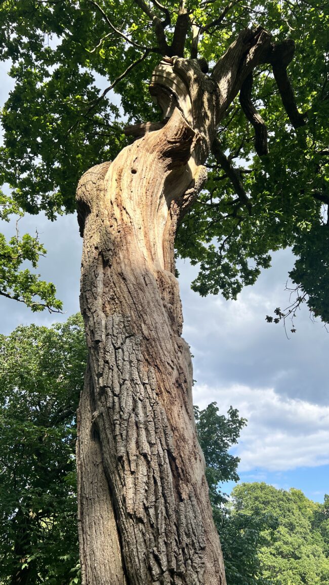 Figurative Tree at Newton Park (Inspiration for Sonya Wilkins Ceramics)