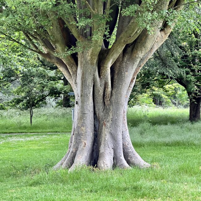 Multi Twist Tree Trunk at Kew Gardens, London (Inspiration for Sonya Wilkins Ceramics)