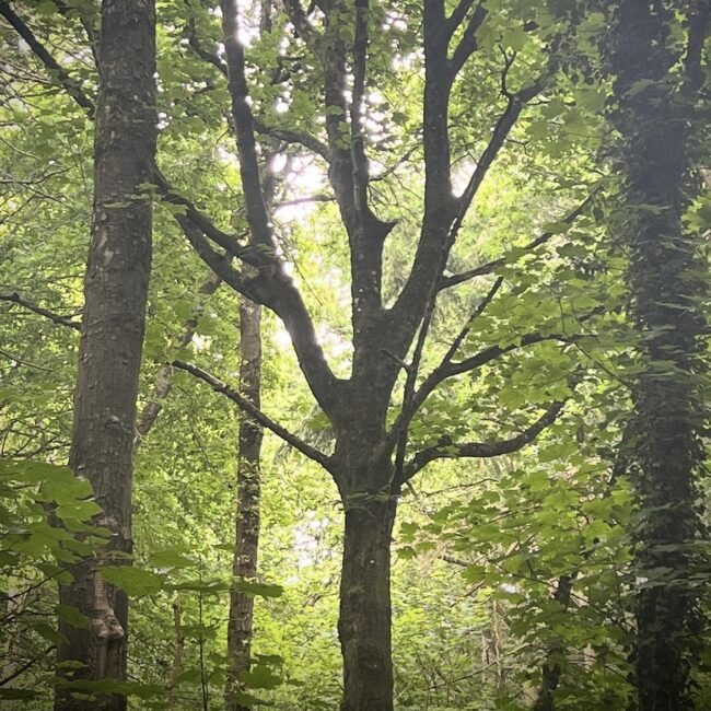 Mystical Tree at Found Outdoors in Wiltshire (Inspiration for Sonya Wilkins Ceramics)