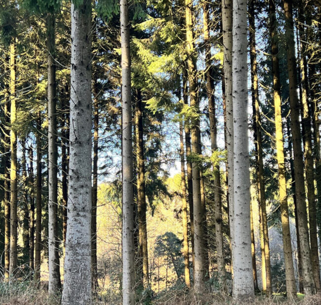 Norway Spruce Tree Trunks (Inspiration for Sonya Wilkins Ceramics)