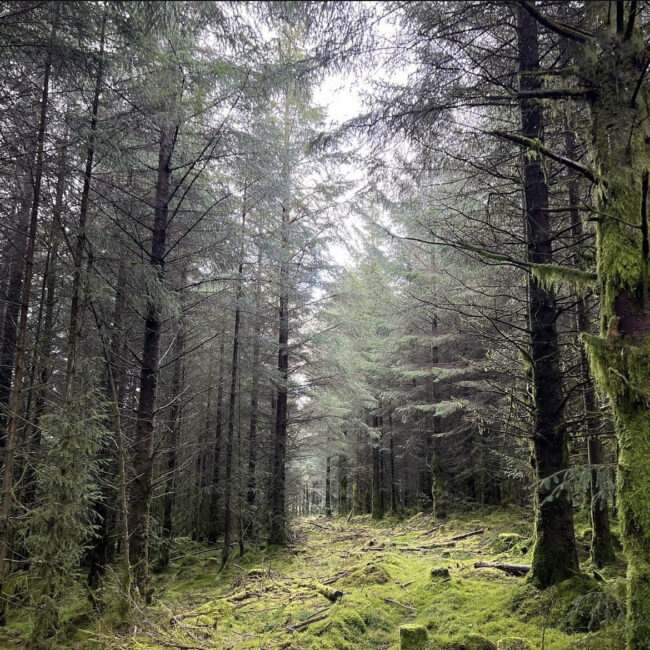 Norwegian Spruce in Dartmoor, UK