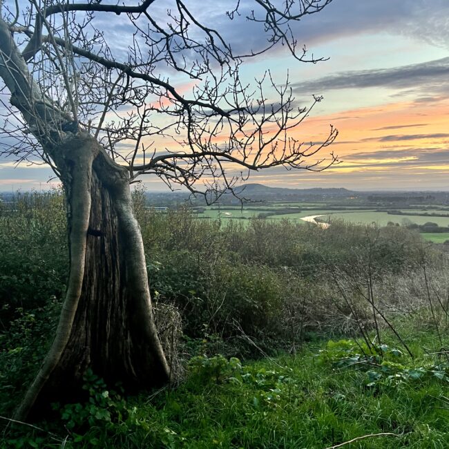 Sunset Ash Tree, Hellenge Nature Reserve (Inspiration for Sonya Wilkins Ceramics)