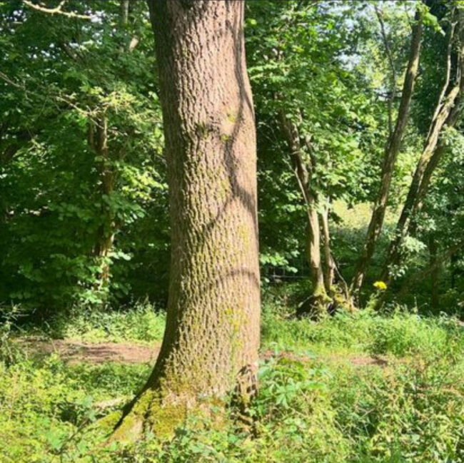 Tree Trunk Silhouettes (Inspiration For Sonya Wilkins Ceramics)