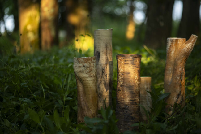 Tree Trunk Vessel Copse By Sonya Wilkins Ceramics (woodland shot)