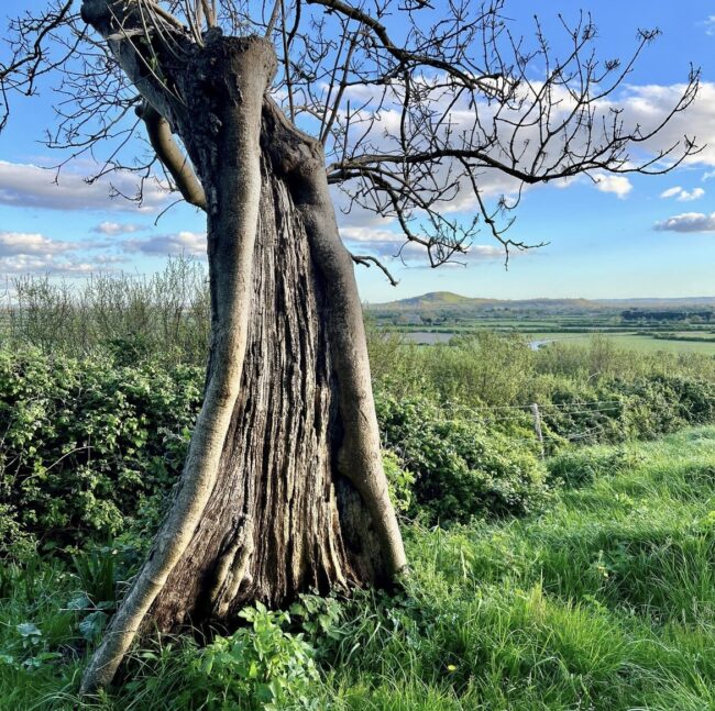 Amazing Half Ash Tree Inspiration (Hellenge Nature Reserve)
