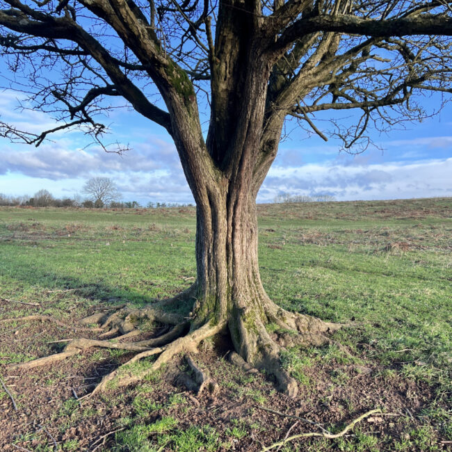 Hawthorn Tree Inspiration