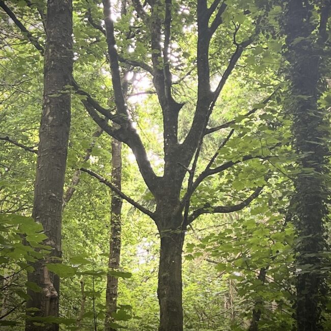 Tree Silhouetted By Sunlight Inspiration