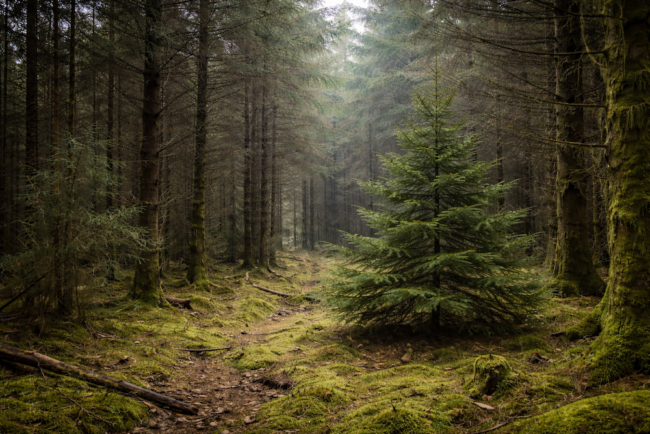 In this article we explore why the scent of a Christmas Tree feels so comforting and grounding.