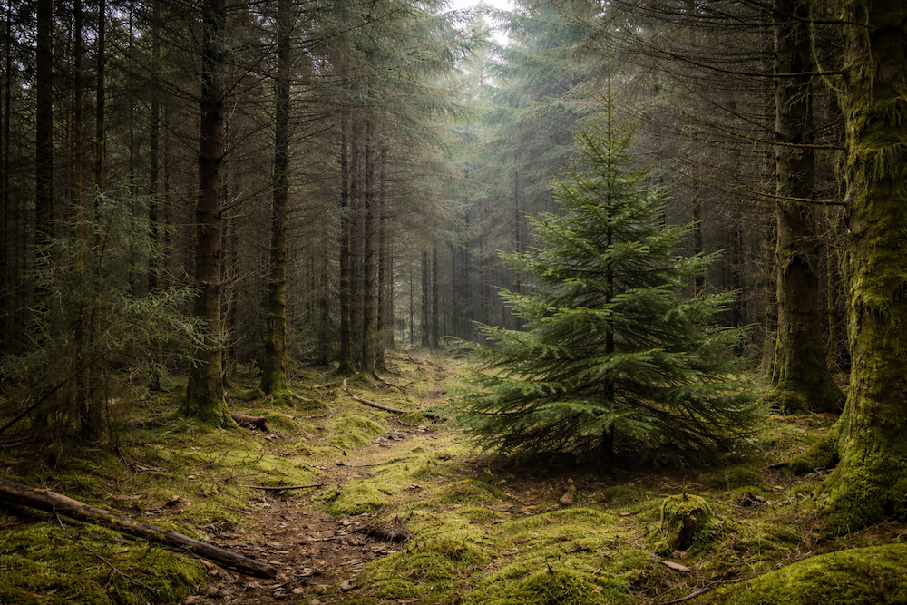 In this article we explore why the scent of a Christmas Tree feels so comforting and grounding.