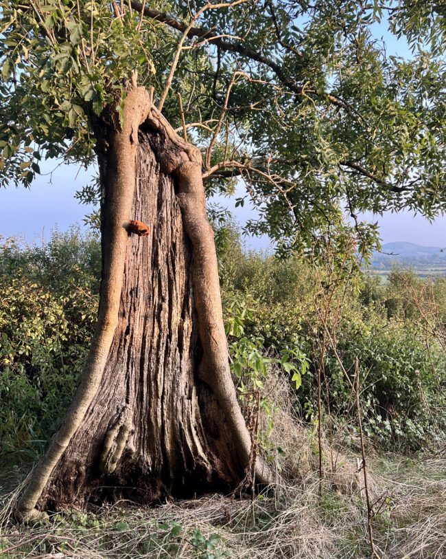 Half Ash Tree West Mendip Way (Photograph By Sonya Wilkins Ceramics)