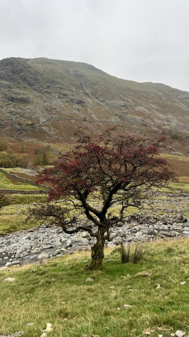Hawthorn Tree Near Penrith Lake District (Photograph By Sonya Wilkins Ceramics) 2025