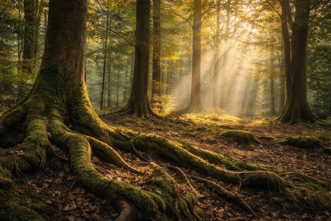 How trees communicate and what this teaches us about connection