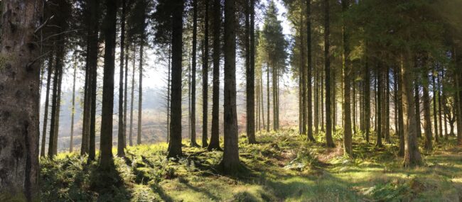 Pine Woodland Scene (Photographed By Sonya Wilkins Ceramics)