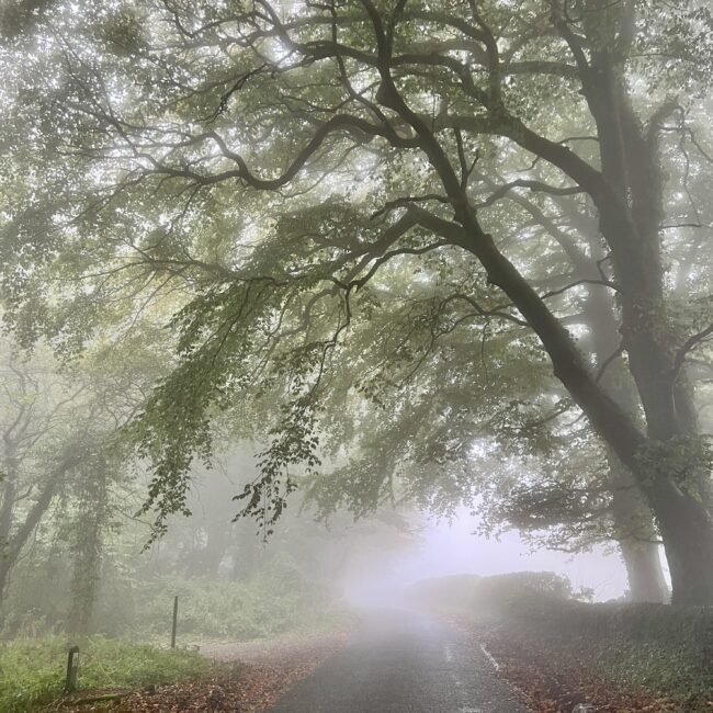 Misty Trees, Priddy, Mendip Hills (Photograph By Sonya Wilkins Ceramics)