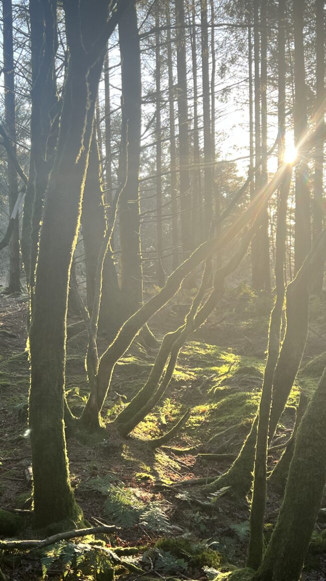 Stockhill Woods December 2025 (Photographed By Sonya Wilkins Ceramics)