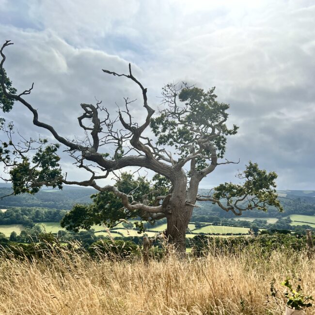 Windswept Tree Dunster (Photograph By Sonya Wilkins Ceramics)