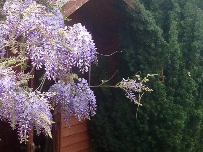 A purple wisteria plant extends a branch with flowers and spiralling tendrils outwards, at right angles to the main plant seeking something - what is it's intention?