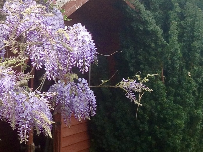 A purple wisteria plant extends a branch with flowers and spiralling tendrils outwards, at right angles to the main plant seeking something - what is it's intention?